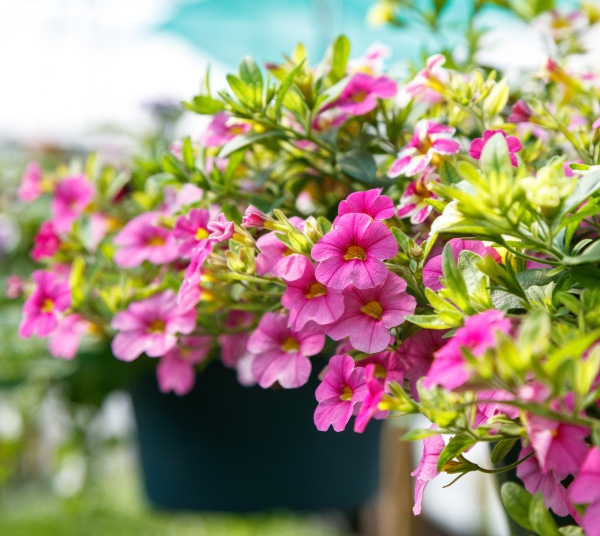 Hanging Baskets