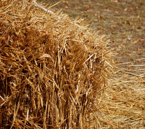 Hay & Straw